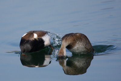 Red-crested Pochard