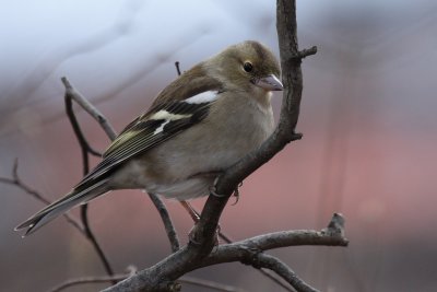 Common Chaffinch, female