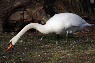 Mute Swan