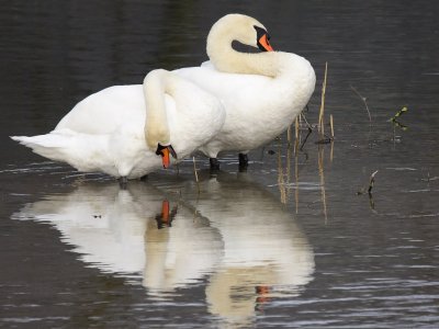 Mute Swan