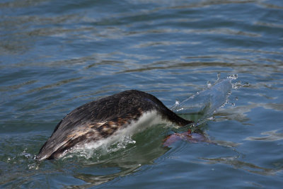 Great crested grebe, diving