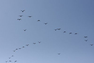 g5/93/522693/3/99816280.dBrFFuzJ.jpg