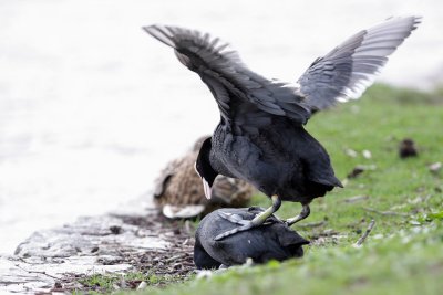Coot