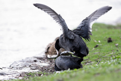 Coot