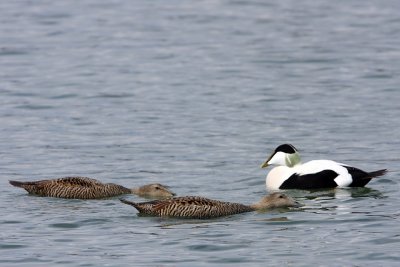 Eider Duck, mating display