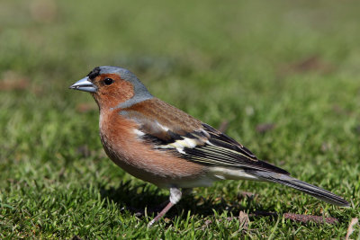 Common Chaffinch, male