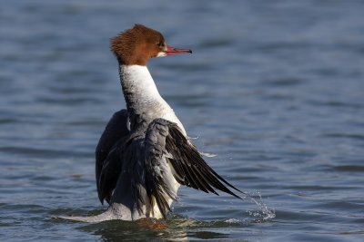 Goosander, female