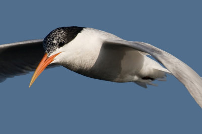 Tern Up-Close