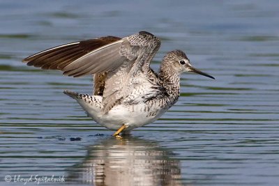 Lesser Yellowlegs