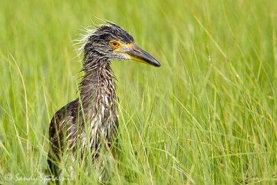 Yellow-crowned Night-Heron