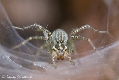 Funnel-Web (Grass) Spider