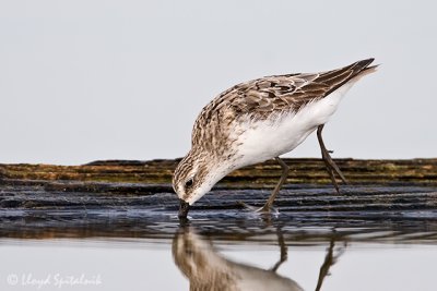 Semipalmated Sandpiper