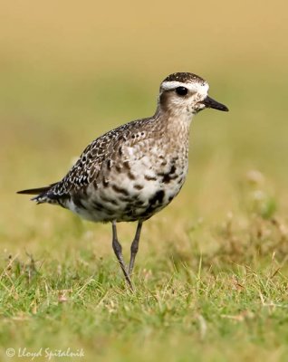 American Golden-Plover