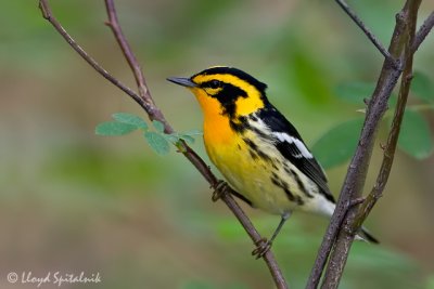 Blackburnian Warbler