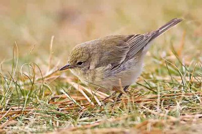 Pine Warbler