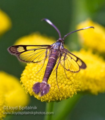 Clearwing Moth 