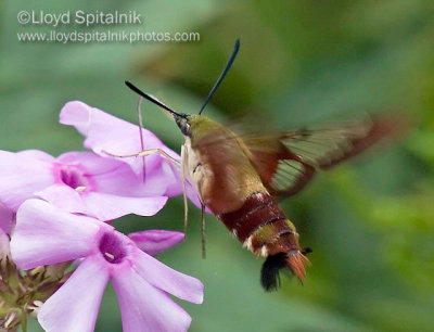 Hummingbird Clearwing (Sphinx Moth)