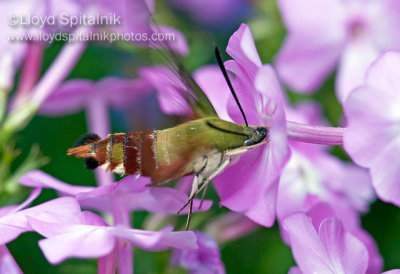 Hummingbird Clearwing (Sphinx Moth)