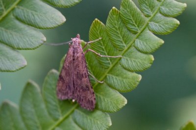 Lucerne Moth (Crambid Snout Moth)