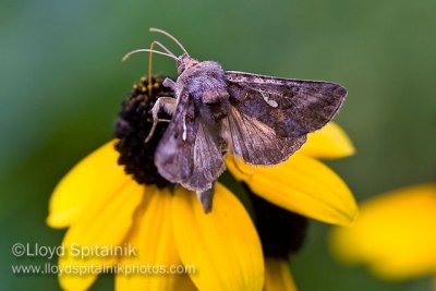 Soybean Looper (Owlet Moth)