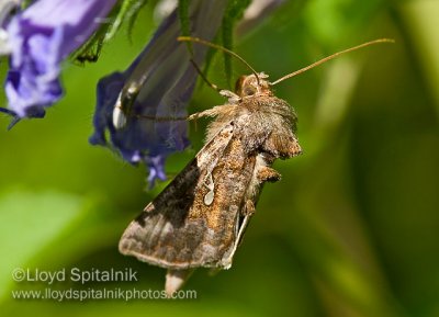 Soybean Looper (Owlet Moth)