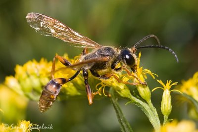 Grass-carrying Wasp