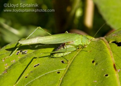 Mediterranean Katydid (male)