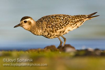 American Golden-Plover