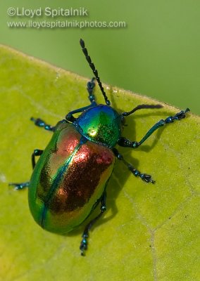 Dogbane Beetle