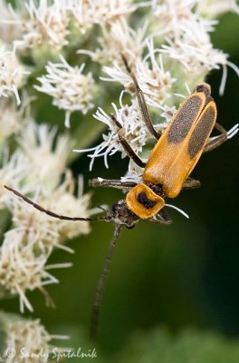 Goldenrod Soldier Beetle