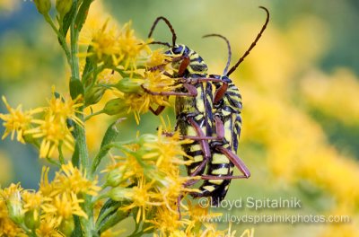 Locust Borer