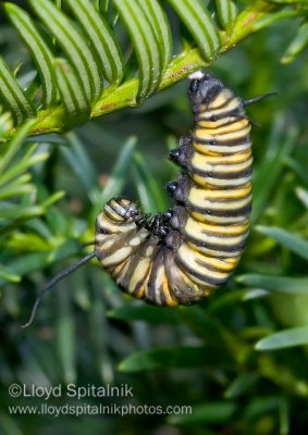Monarch Caterpillar (larva)