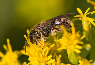 Halictid  Bee (female)