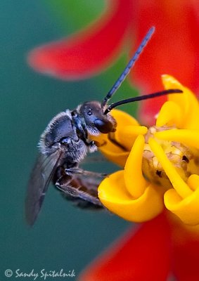 Halictid (Sweat) Bee (male)