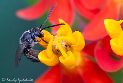 Halictid (Sweat) Bee (male)