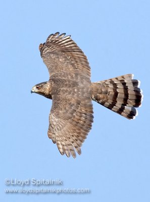 Cooper's Hawk