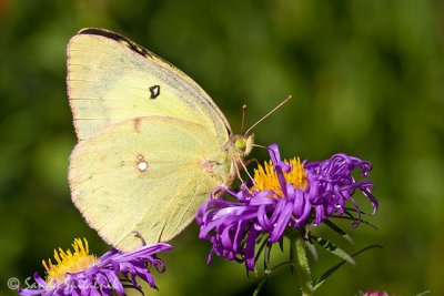 Orange/Clouded Sulphur (female)