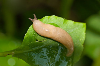 Gray Garden Slug