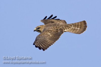 Broad-winged Hawk