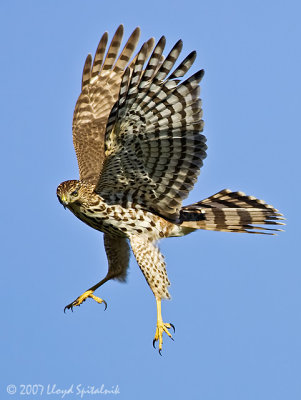 Cooper's Hawk (juvenile)