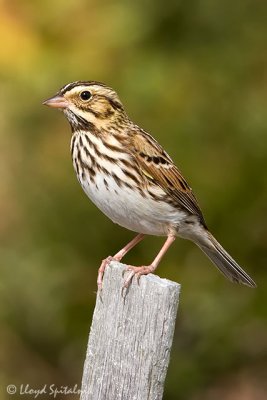 Savannah Sparrow