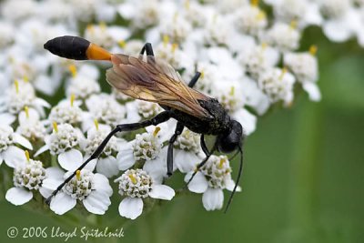 Thread-waisted Wasp