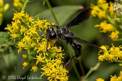  Grass-carrying Wasp
