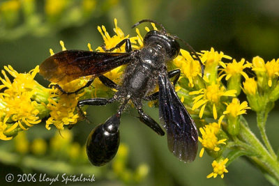 Grass-carrying Wasp