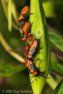 Large Milkwood Bugs (nymphs)