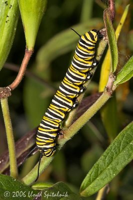 Monarch Caterpillar