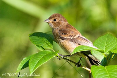 Indigo Bunting