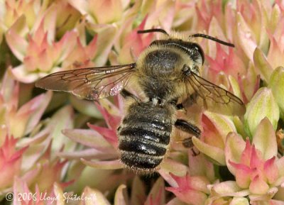 Flat-tailed Leaf-cutter Bee (male)