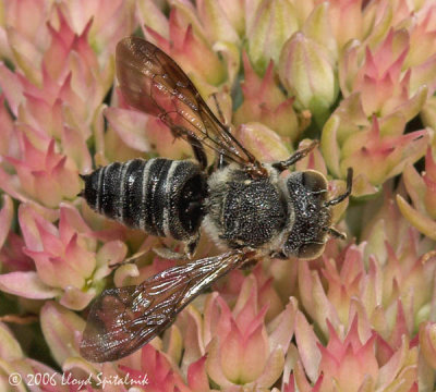 Northern Cuckoo-leaf-cutter Bee (male)