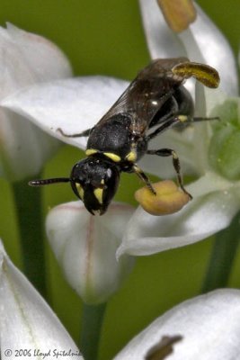 Masked Bee  (female)